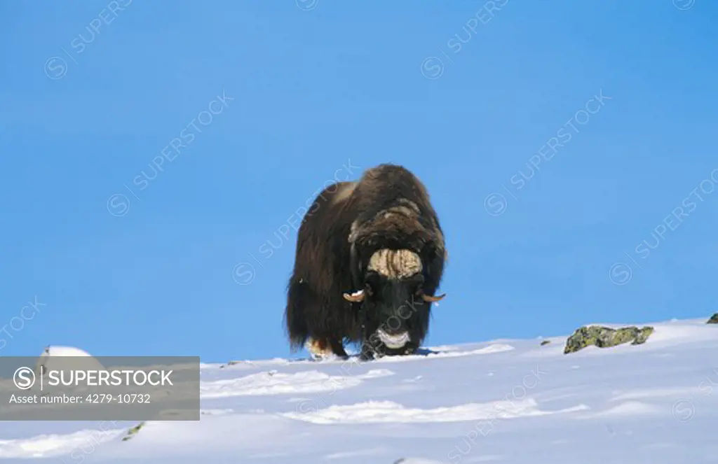muskox in snow, Ovibos moschatus