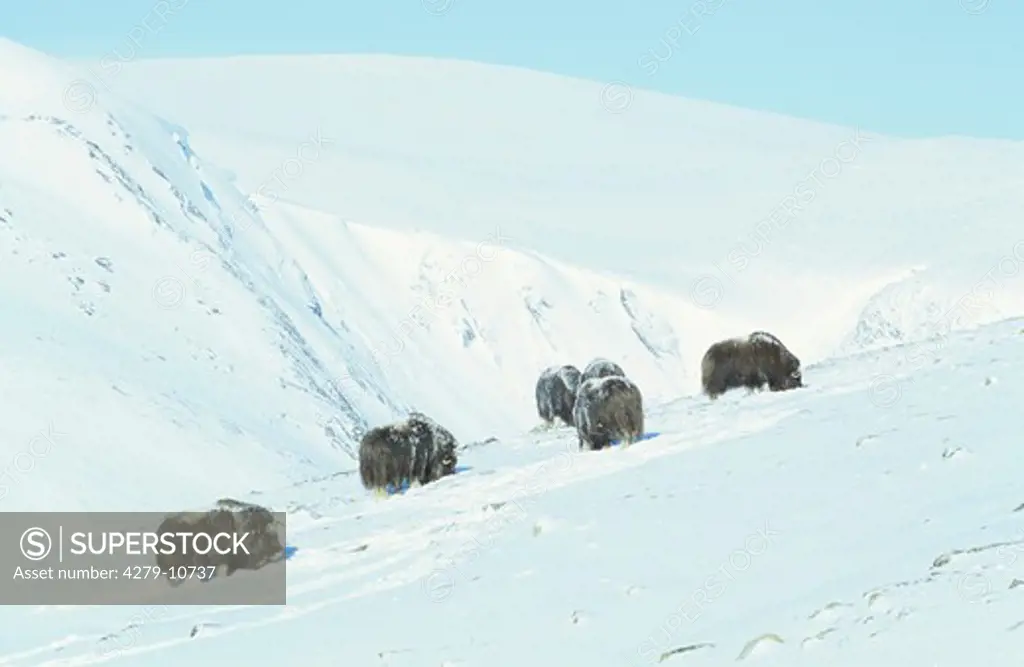 muskox - herd in snow, Ovibos moschatus