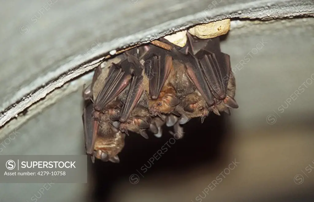 Seba's short-tailed bats in a cavern, carollia perspicillata