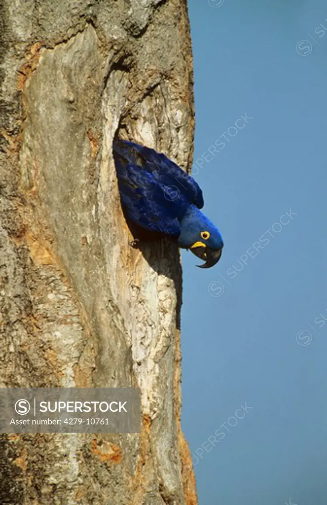 hyacinth macaw - looking out of hollow trunk of a tree, Anodorhynchus hyacinthinus