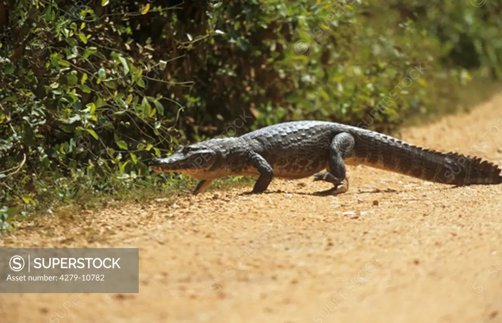spectacled caiman, yacare caiman - cross path, caiman crocodilus yacare