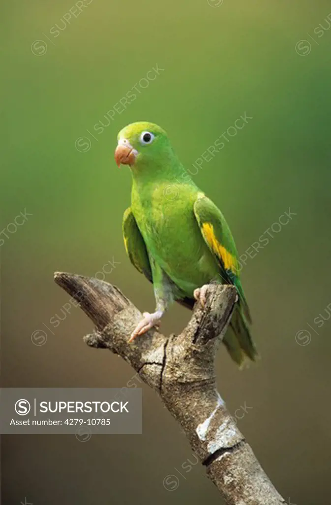 Yellow-chevroned Parakeet on branch, Brotogeris chiriri
