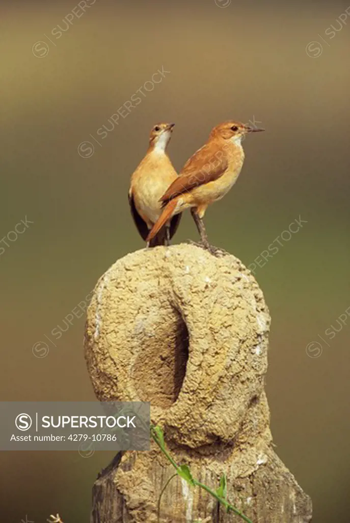 two Rufous Horneros - standing on nest, Furnarius rufus