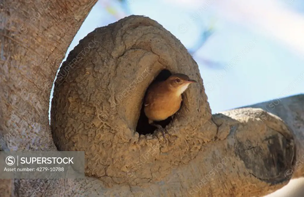 Rufous Hornero - looking out of nest, Furnarius rufus