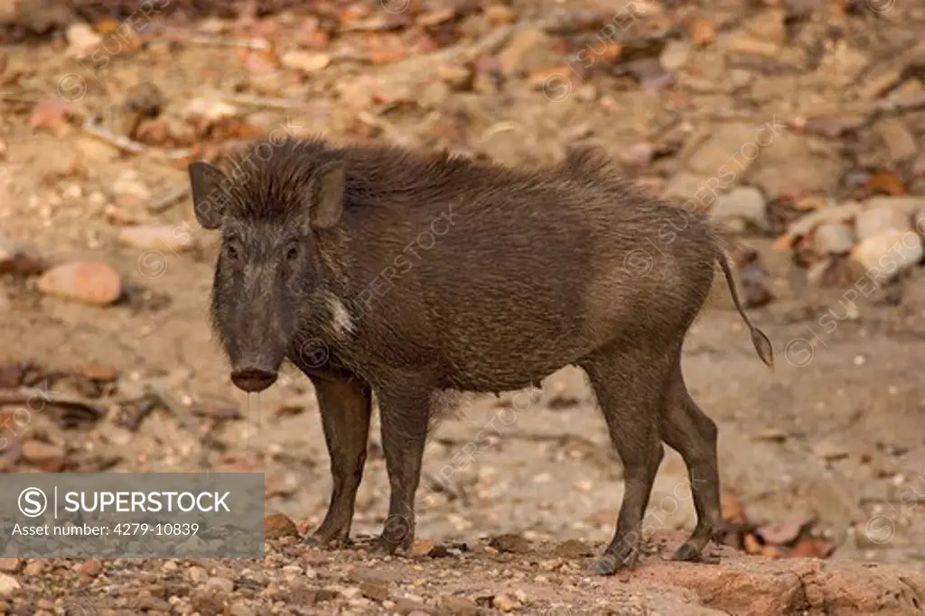 wild boar - standing - lateral, Sus scrofa