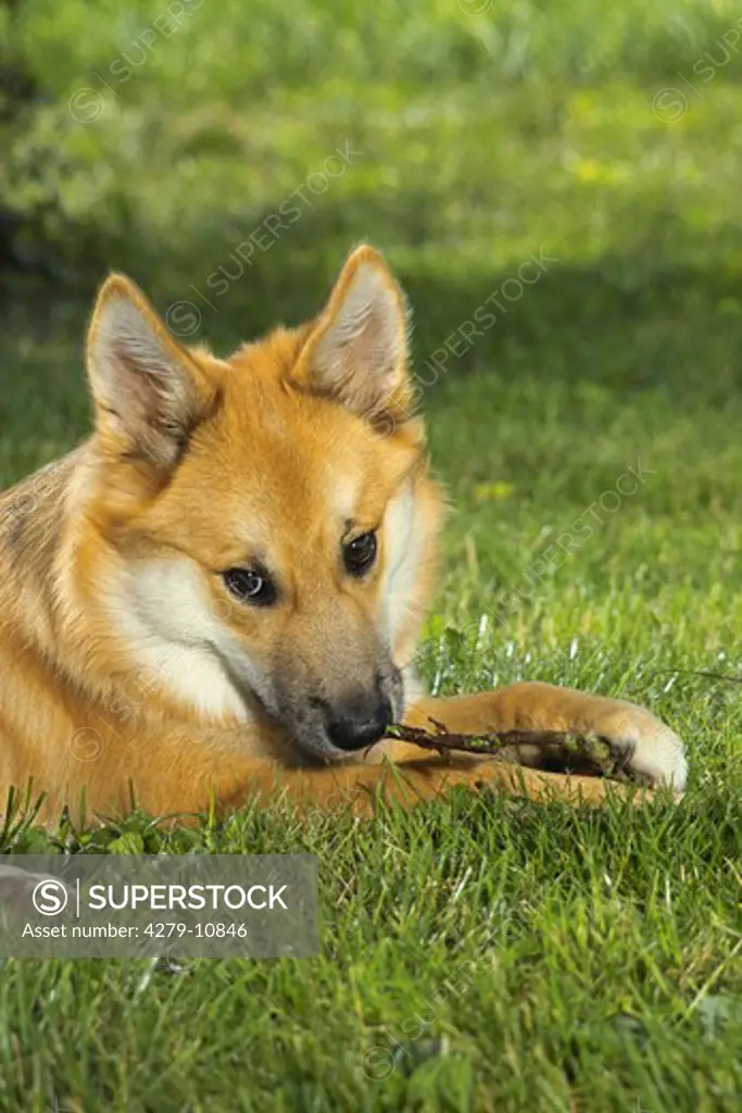 Icelandic dog ( Islandsk Farehond ) - chewing at stick
