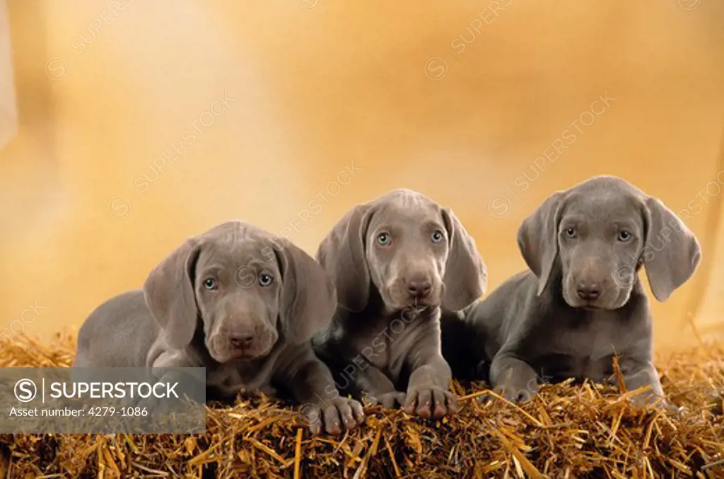 three Weimaraner puppies lying on straw
