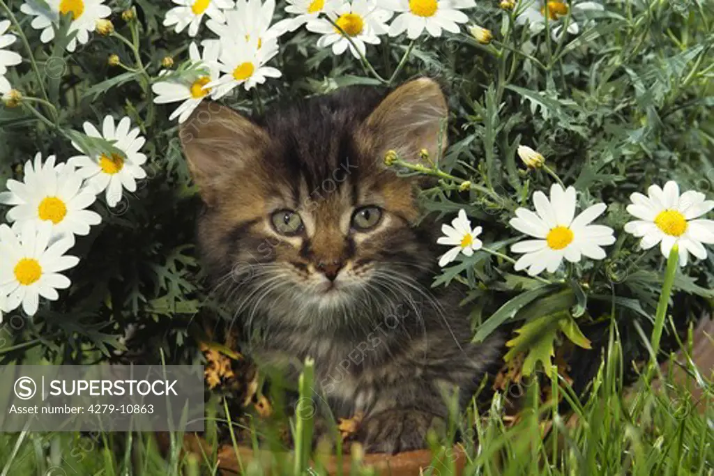 kitten under flowers