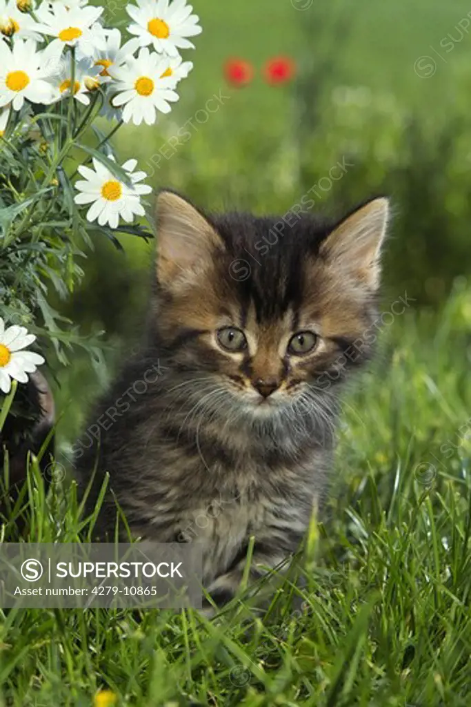 kitten on meadow