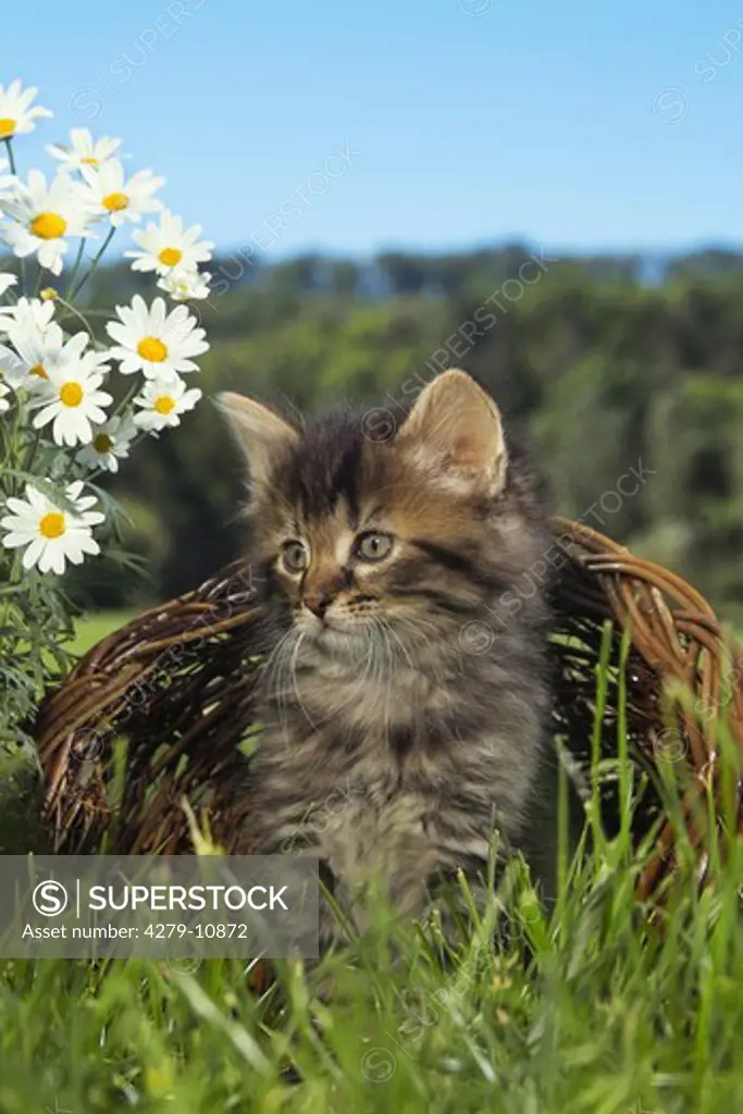 kitten in basket on meadow