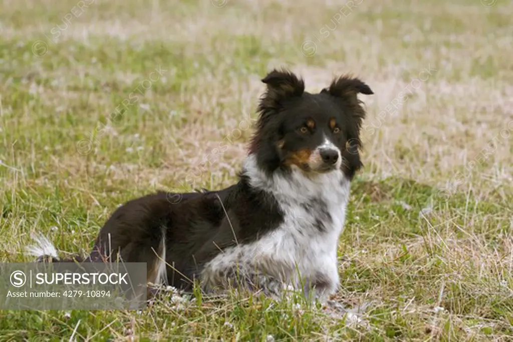 Border Collie - lying on meadow