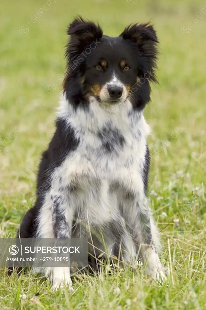 Border Collie - sitting on meadow