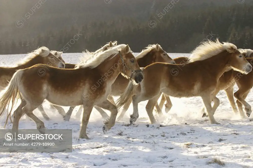 Haflinger - herd trotting in snow