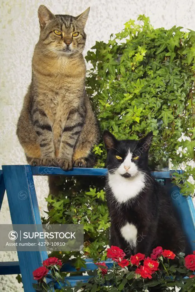 two domestic cats - sitting on ladder
