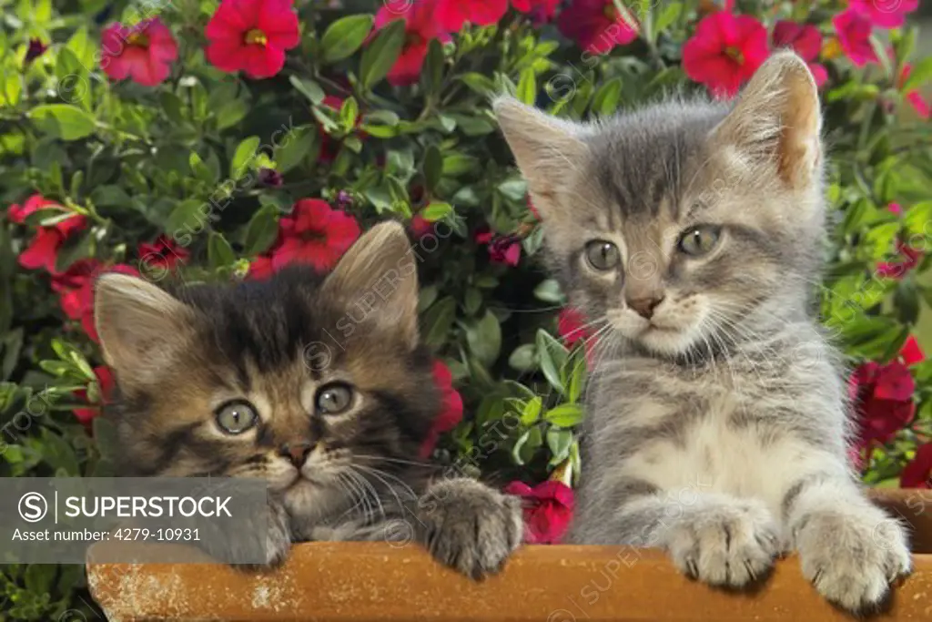two kittens - in front of flowers