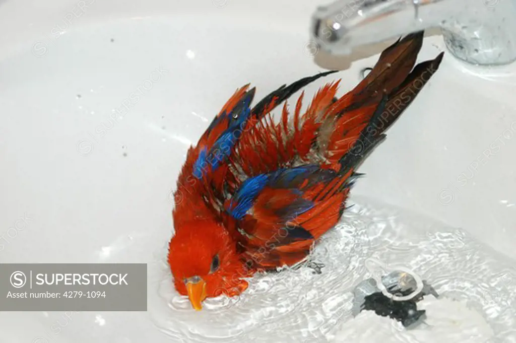 red lory