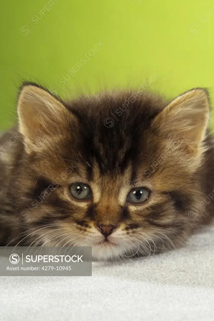 kitten - lying - portrait