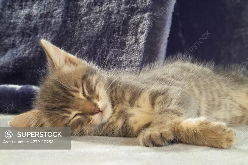kitten - sleeping