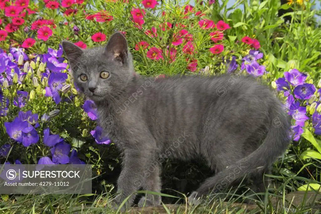 grey kitten - standing in front of flowers
