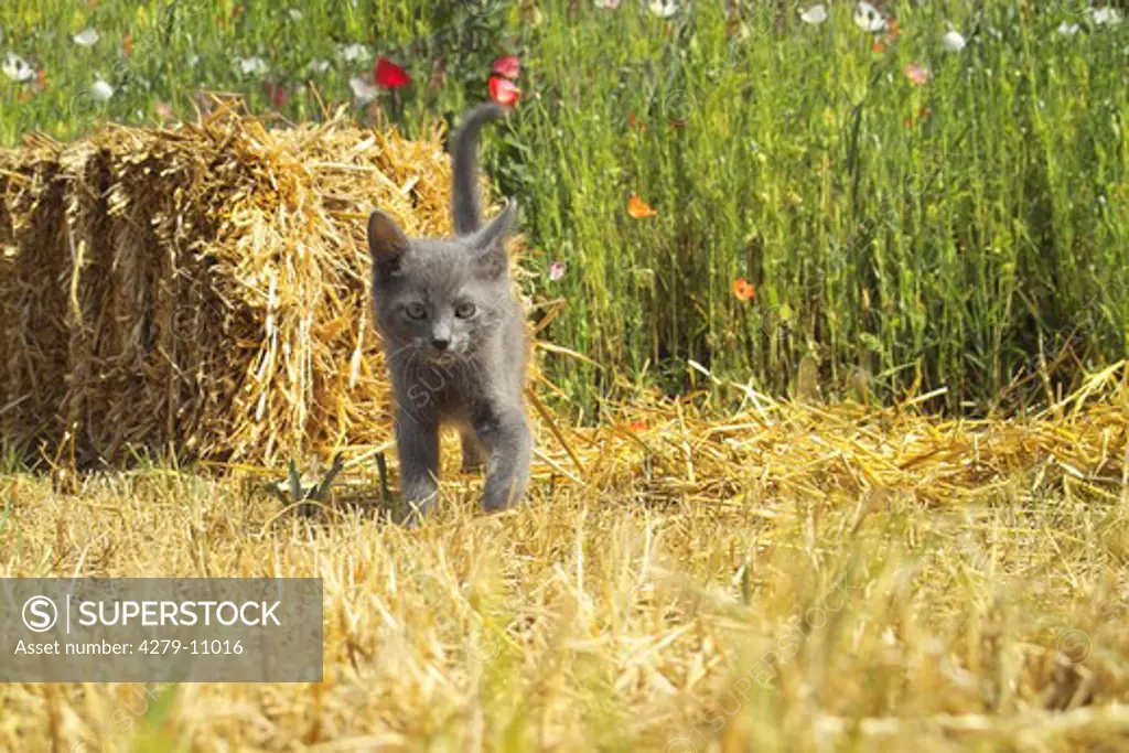 grey kitten - on cornfield