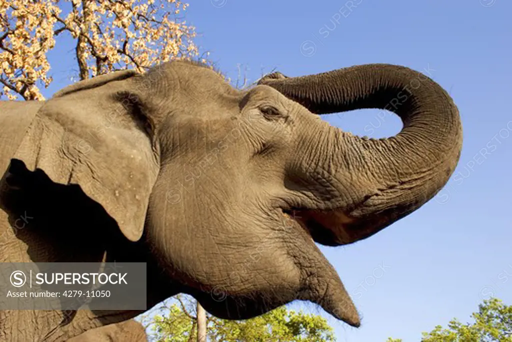 Asiatic, Indian elephant blaring, elephas maximus