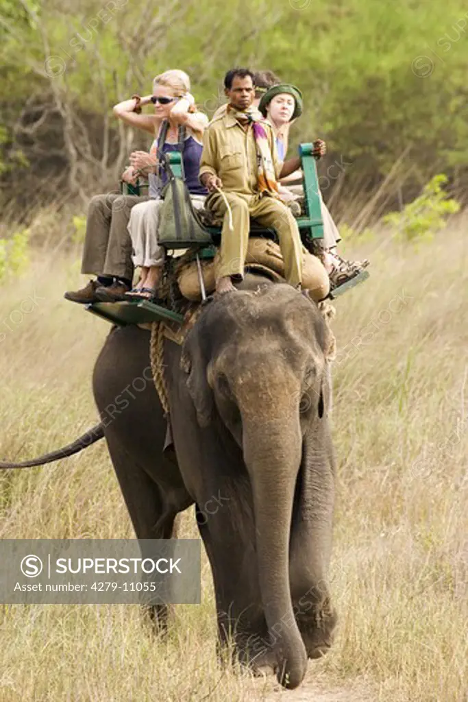 Asiatic, Indian elephant - working, elephas maximus