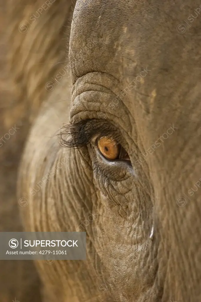 Asiatic, Indian elephant - close- up of the eye, elephas maximus
