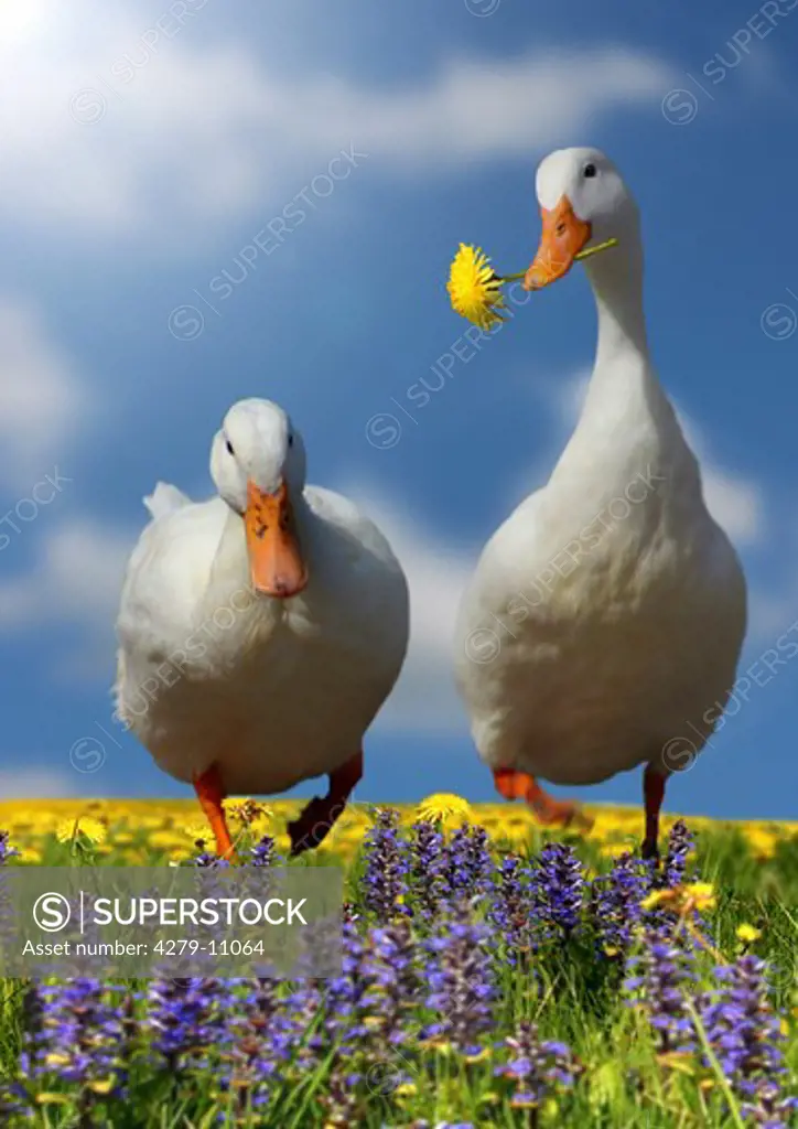 two geese on meadow - on with flower in its beak