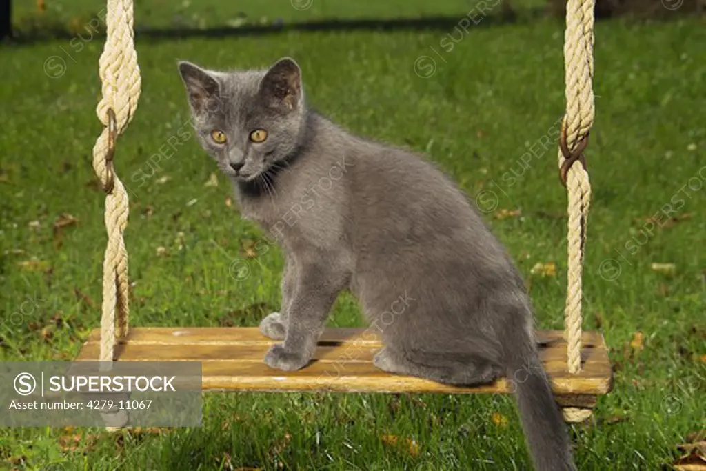 grey kitten - sitting on swing