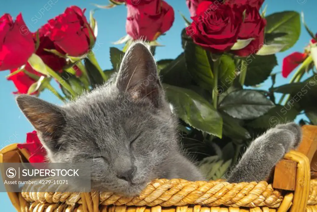grey kitten lying in basket - sleeping