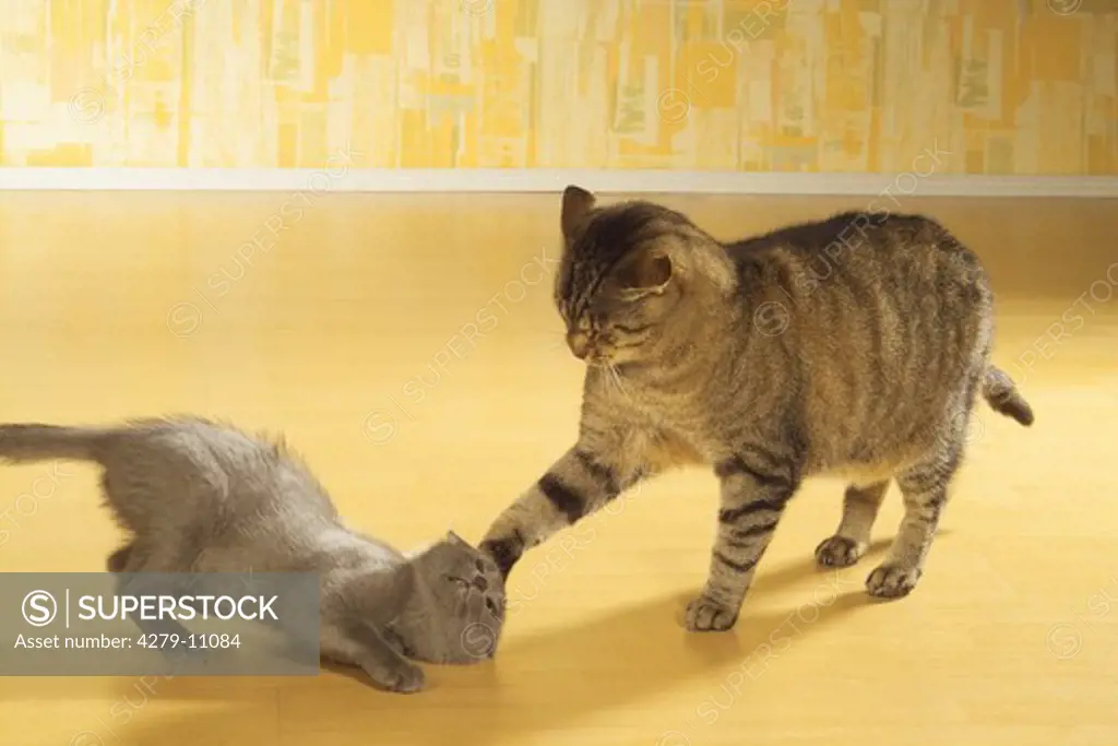 domestic cat and kitten playing
