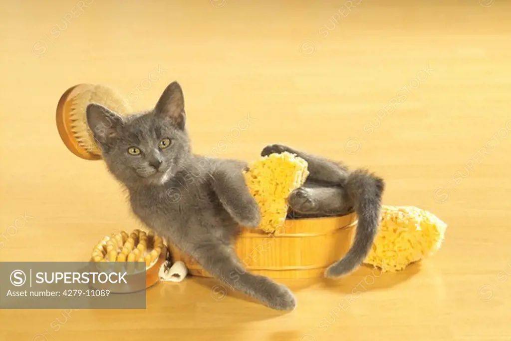 grey kitten in wash-tub