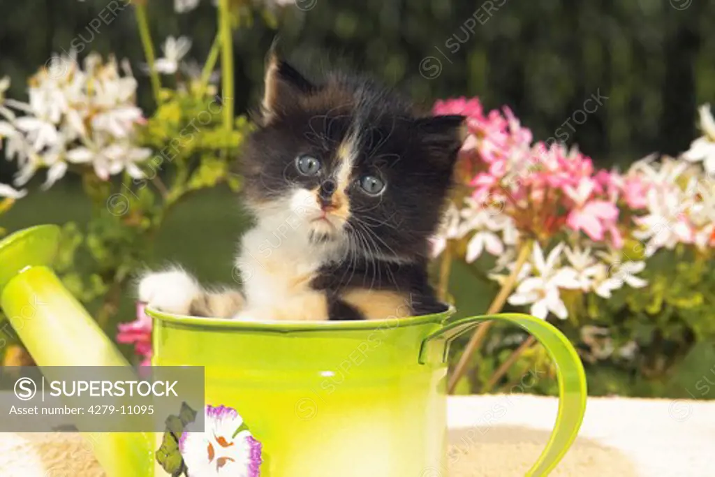 kitten in watering cat - in front of flowers