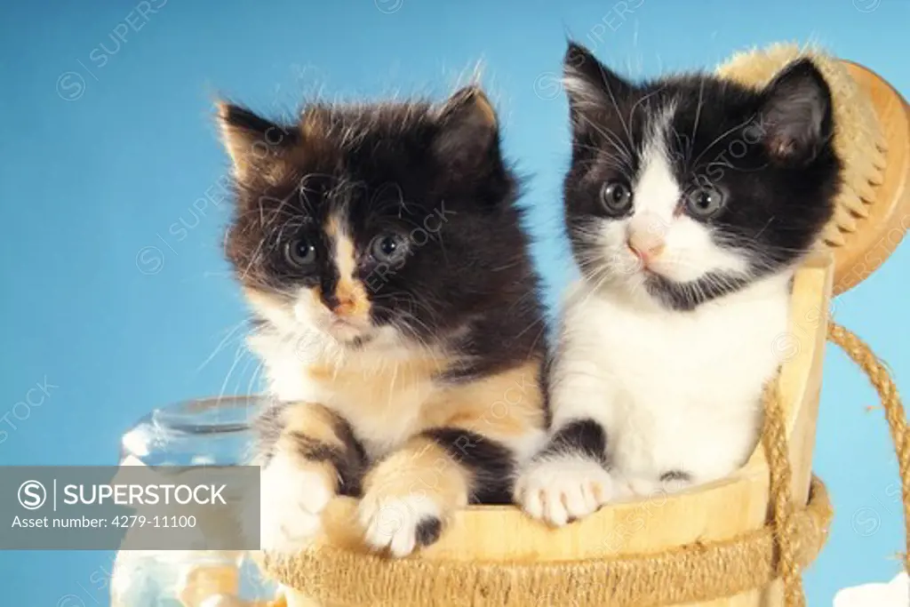 two kittens in wash-tub