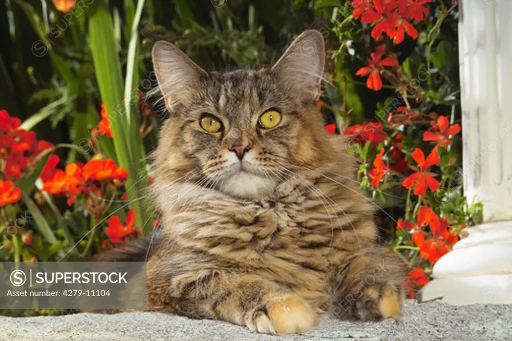 Maine Coon - in front of flowers