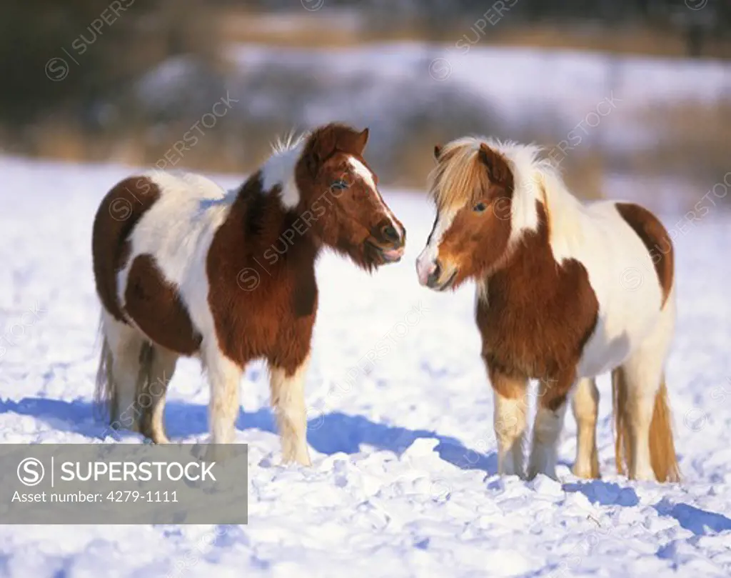 two Shetland Ponies in snow