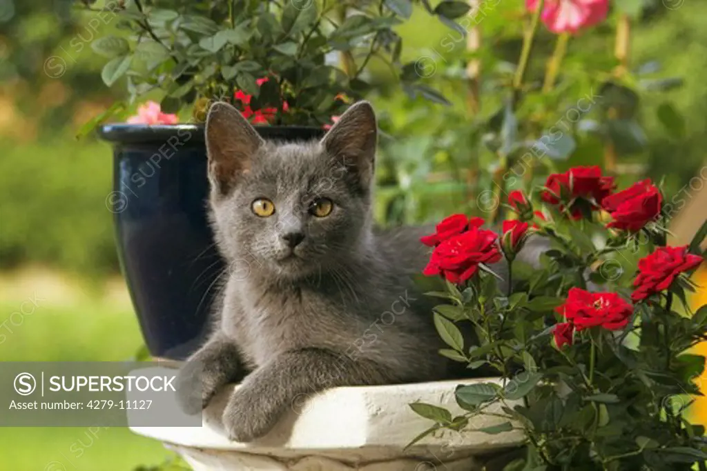 grey kitten - lying next to flowers