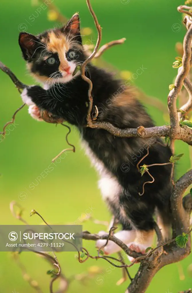 kitten - climbing on tree