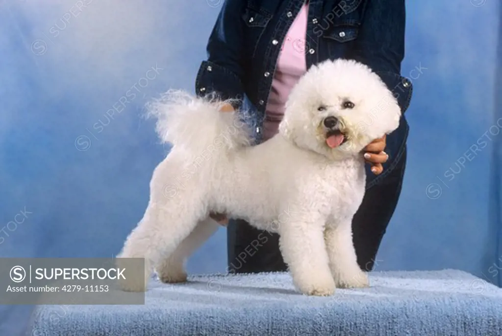 white toy poodle - standing - dog show