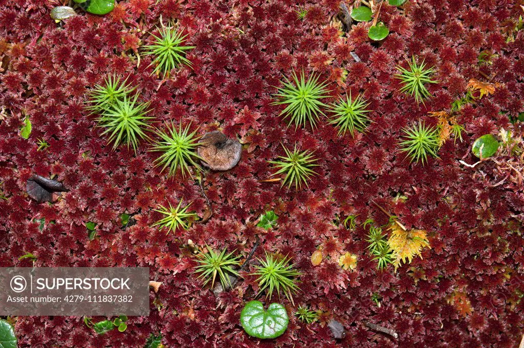 Red blunt-leaved bogmoss (Sphagnum palustre) and in between some other mosses (Polytrichum formosum) in a swamp marsh in the Alps at an altitude of 1600 m. Austria..