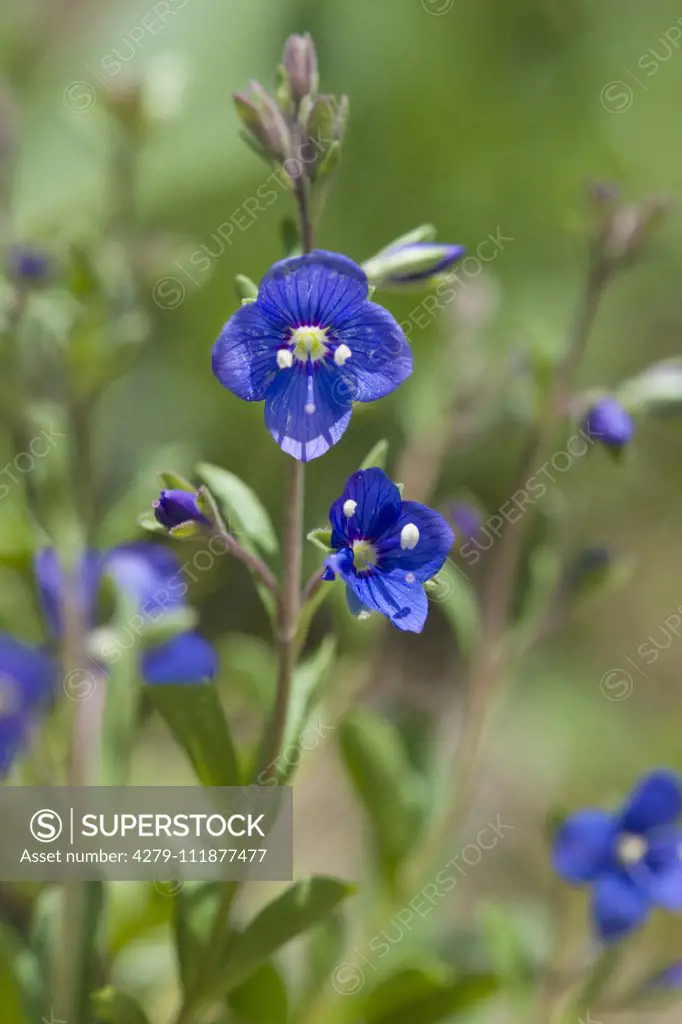 Woody Stem Speedwell (Veronica fruticans), flowering. Germany