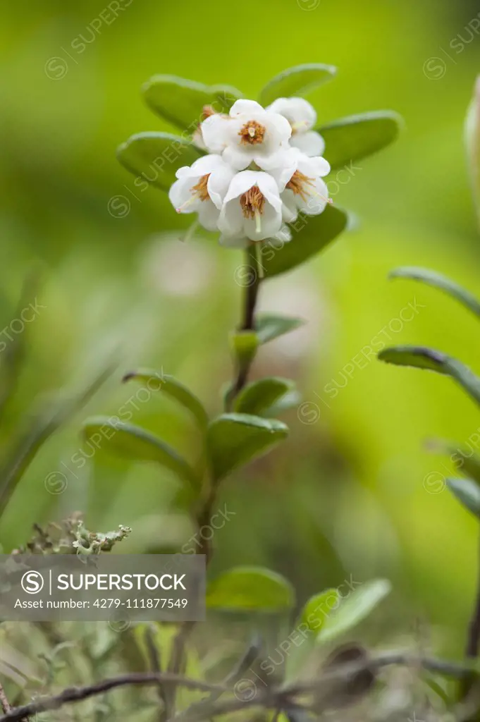 Lingonberry, Cowberry (Vaccinium vitis-idaea), flowering stalk. Germany