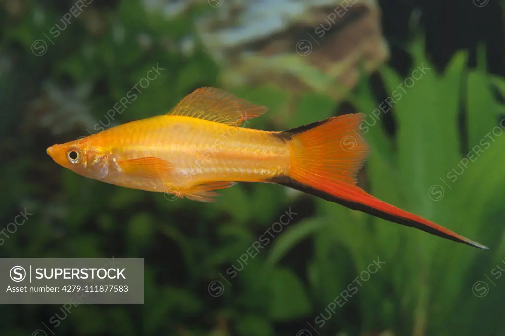 Swordtail (Xiphophorus helleri Komet Orange). Single fish in an aquarium