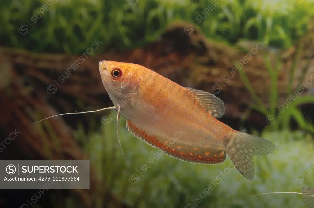 Three Spot Gourami (Trichopodus trichopterus rotgold). Single fish in an aquarium