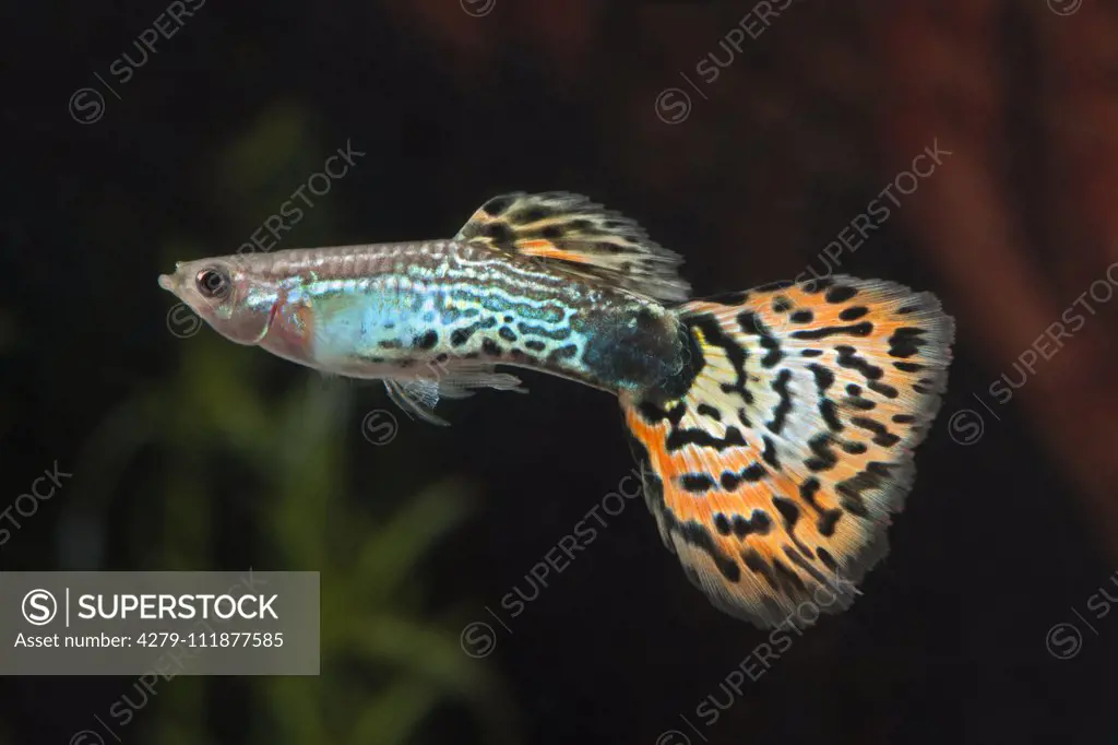 Guppy, Millionfish (Poecilia reticulata Leopard). Male in an aquarium
