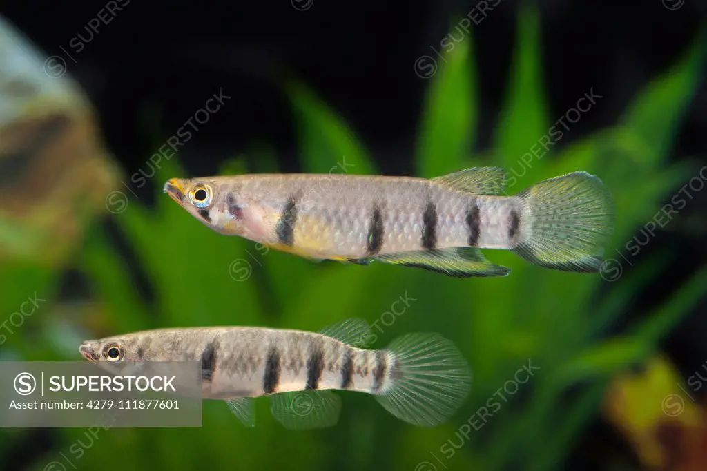 Redchin Panchax (Epiplatys dageti). Two fishes in an aquarium