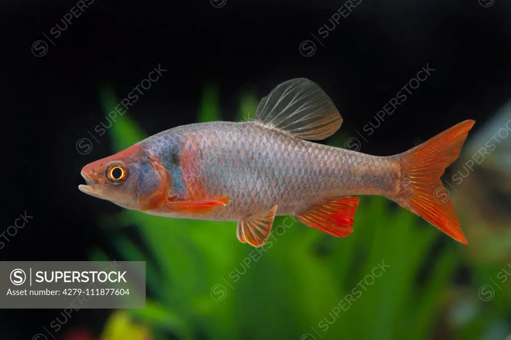 Red Shiner (Cyprinella lutrensis). Single fish in an aquarium