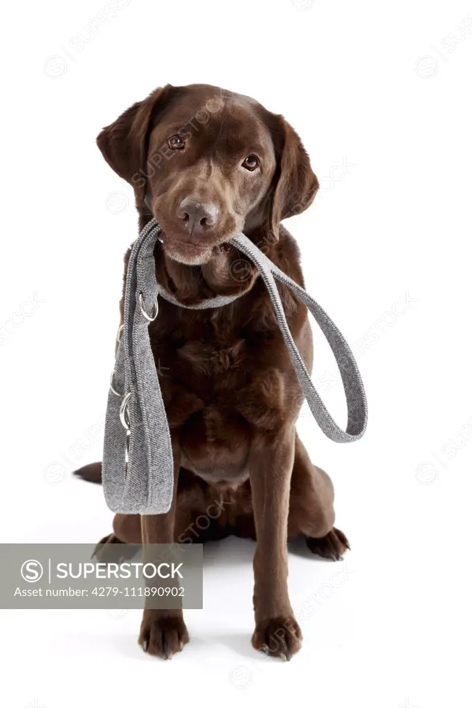 Labrador Retriever sitting with collar and lead. Studio picture against a white background. Germany.