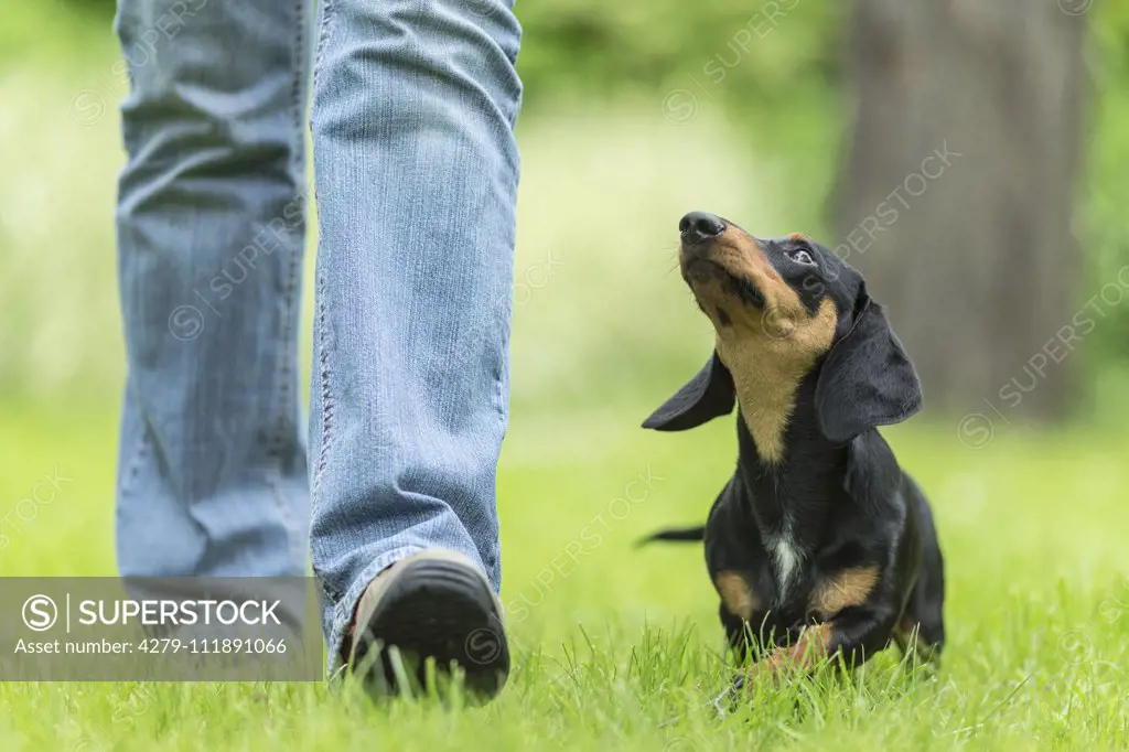 Short-haired Dachshund. Adult walking to heel, looking up. Germany