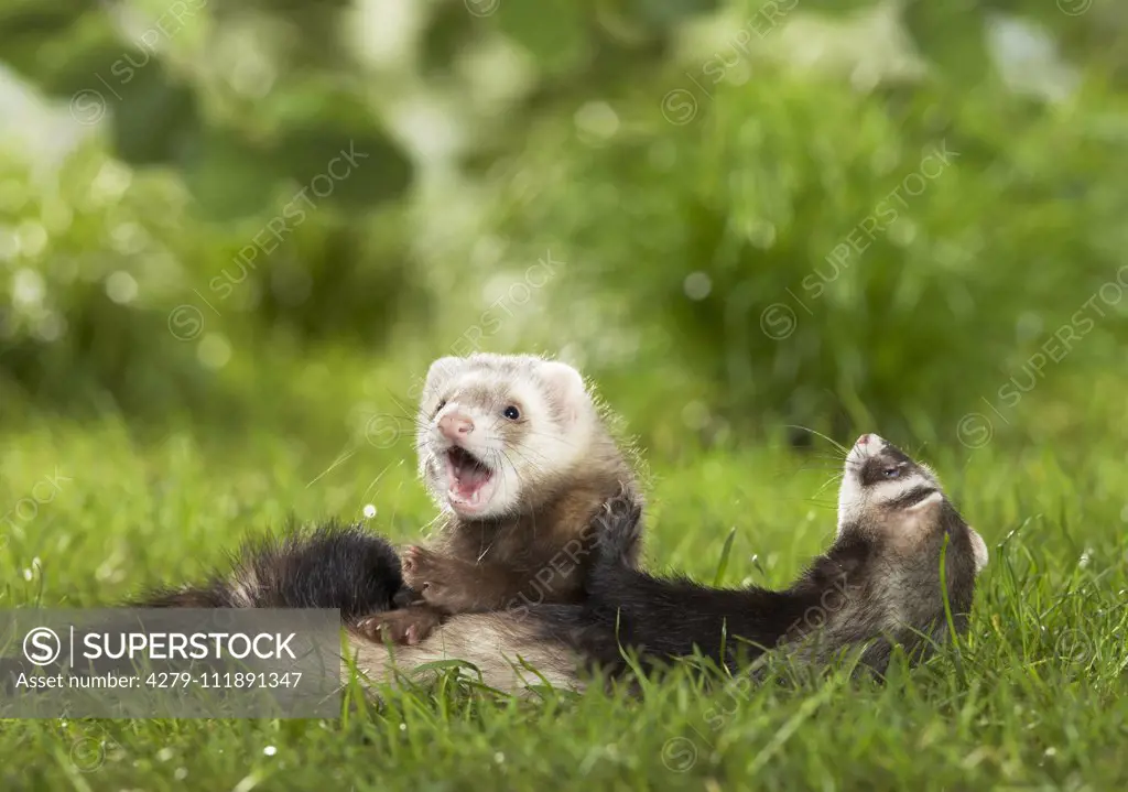 Ferret (Mustela putorius furo). Mother and young in a meadow. Germany em.